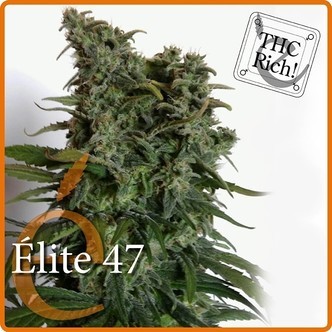 Elite 47 (Elite Seeds) feminiserede cannabisfr&oslash;