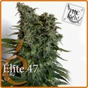 Elite 47 (Elite Seeds) Feminiserede
