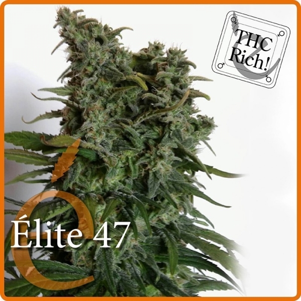 Elite 47 (Elite Seeds) Feminiserede