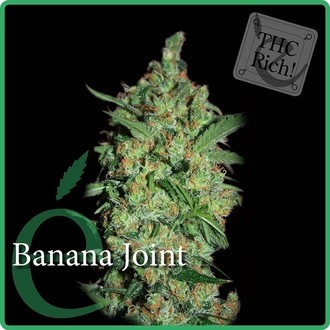 Banana Joint (Elite Seeds) Feminiserede