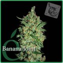 Banana Joint (Elite Seeds) Feminiserede