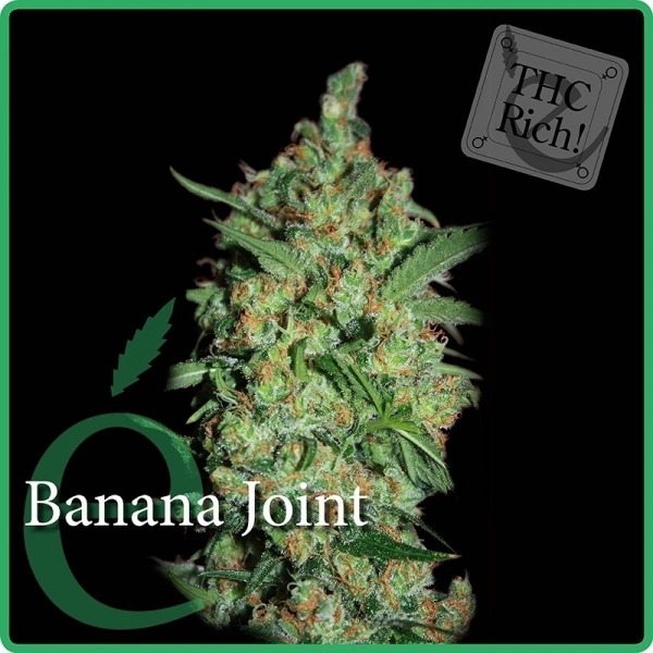 Banana Joint (Elite Seeds) Feminiserede