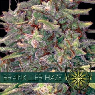 Brainkiller Haze (Vision Seeds) feminiserede cannabisfr&oslash;