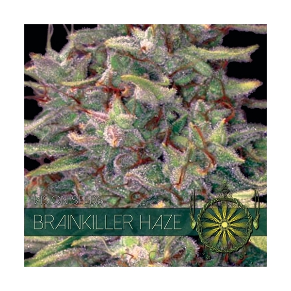 Brainkiller Haze (Vision Seeds) Feminiserede