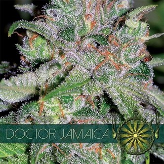Doctor Jamaica (Vision Seeds) feminiserede cannabisfr&oslash;
