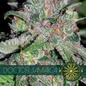Doctor Jamaica (Vision Seeds) Feminiserede