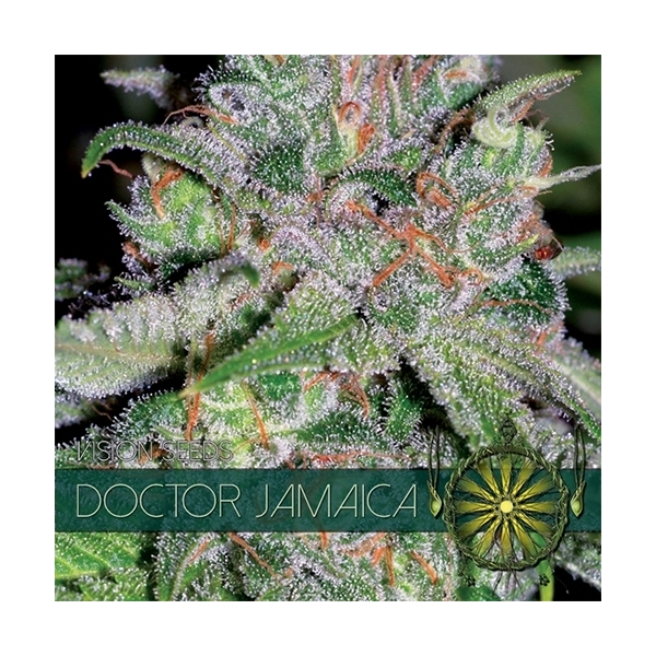 Doctor Jamaica (Vision Seeds) Feminiserede