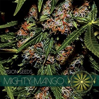 Mighty Mango Bud (Vision Seeds) feminiserede cannabisfr&oslash;