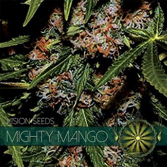 Mighty Mango Bud (Vision Seeds) Feminiserede