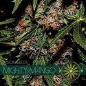 Mighty Mango Bud (Vision Seeds) Feminiserede