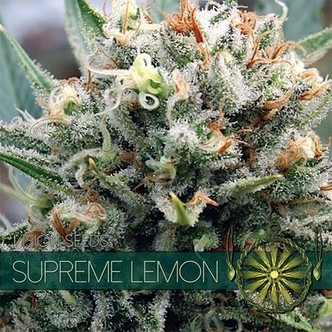 Supreme Lemon (Vision Seeds) feminiserede cannabisfr&oslash;