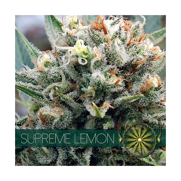 Supreme Lemon (Vision Seeds) Feminiserede