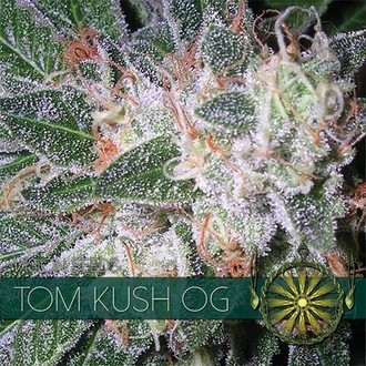 Tom Kush OG (Vision Seeds) Feminiserede