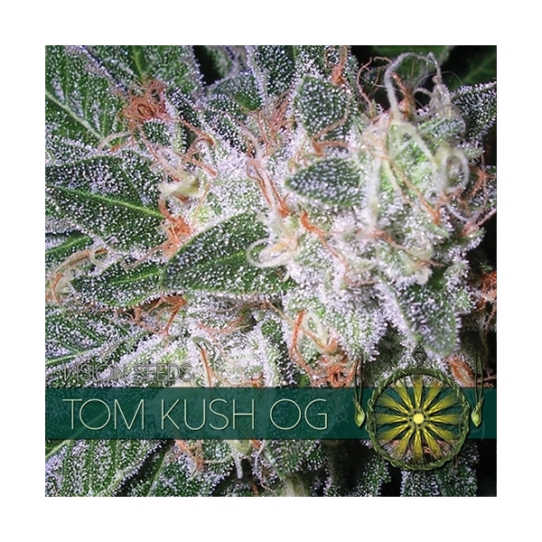 Tom Kush OG (Vision Seeds) Feminiserede