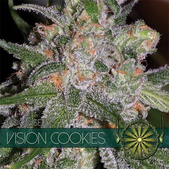 Vision Cookies (Vision Seeds) feminiserede cannabisfr&oslash;
