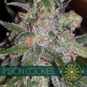 Vision Cookies (Vision Seeds) Feminiserede