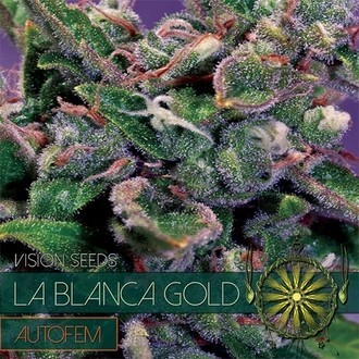 La Blanca Gold Autoflowering (Vision Seeds) Feminiserede