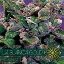 La Blanca Gold Autoflowering (Vision Seeds) Feminiserede