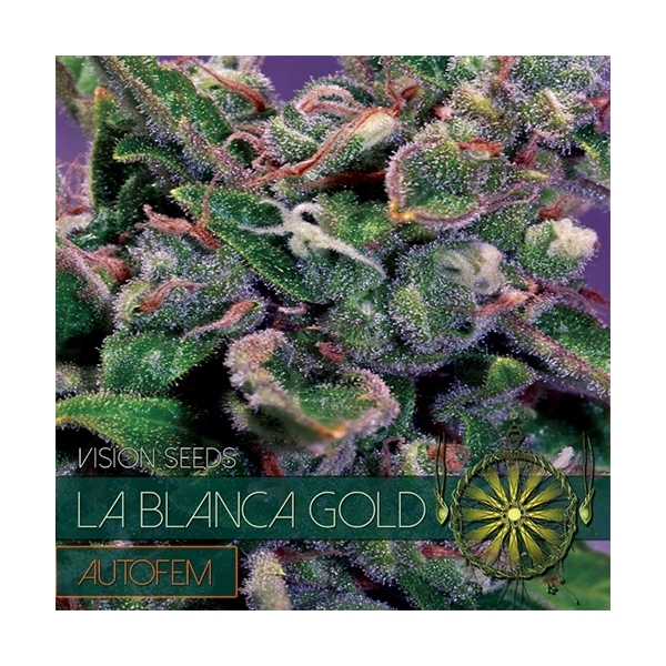 La Blanca Gold Autoflowering (Vision Seeds) Feminiserede