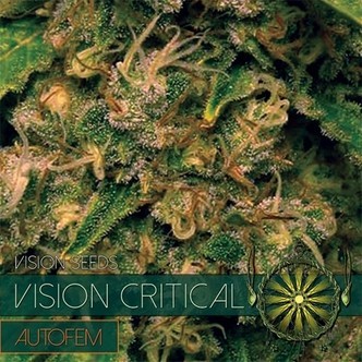 Vision Critical Autoflowering (Vision Seeds) feminiserede