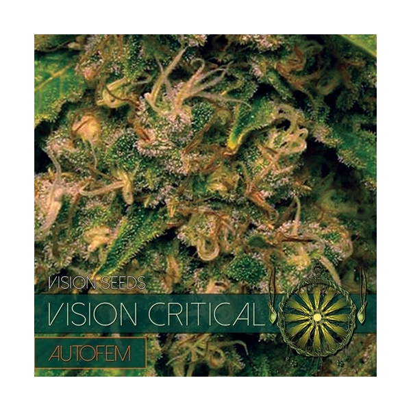 Vision Critical Autoflowering (Vision Seeds) Feminiserede