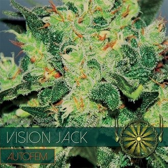 Vision Jack Autoflowering (Vision Seeds) Feminiserede