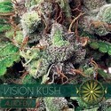 Vision Kush Autoflowering (Vision Seeds) Feminiserede
