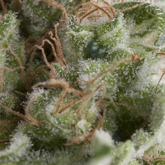 Auto American Pie (Pyramid Seeds) Feminiserede