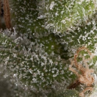 Auto Fresh Candy (Pyramid Seeds) feminiserede cannabisfr&oslash;