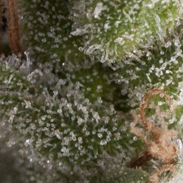 Auto Fresh Candy (Pyramid Seeds) Feminiserede