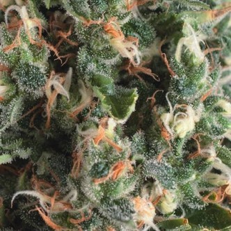 Auto Super OG Kush (Pyramid Seeds) feminiseret