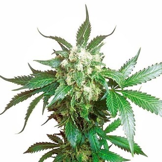 Black Domina (Sensi Seeds) Feminiserede