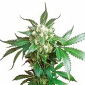 Black Domina (Sensi Seeds) Feminiserede