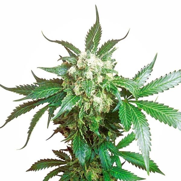 Black Domina (Sensi Seeds) Feminiserede