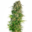 Hindu Kush Autoflower (Sensi Seeds) Feminiserede
