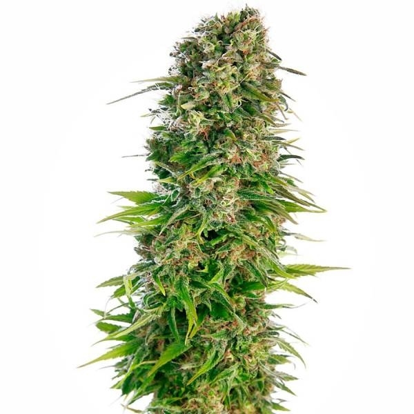 Hindu Kush Autoflower (Sensi Seeds) Feminiserede