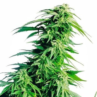 Hindu Kush (Sensi Seeds) feminiseret