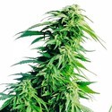 Hindu Kush (Sensi Seeds) Feminiserede