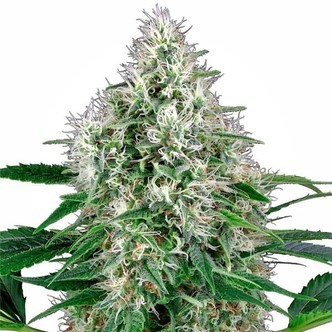 Pure Power Plant Automatic (White Label) feminiserede cannabisfr&oslash;