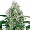 Pure Power Plant Autoflower (White Label) Feminiserede