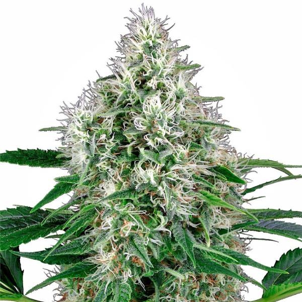 Pure Power Plant Autoflower (White Label) Feminiserede