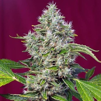 San Fernando Lemon Kush (Sweet Seeds) feminiserede cannabisfr&oslash;