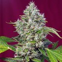 San Fernando Lemon Kush (Sweet Seeds) Feminiserede