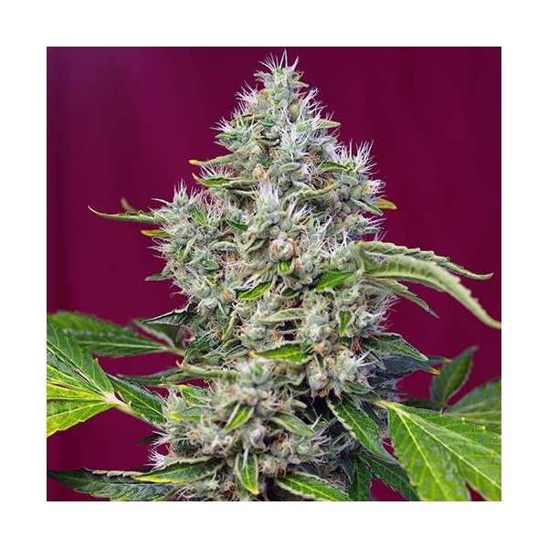 San Fernando Lemon Kush (Sweet Seeds) Feminiserede