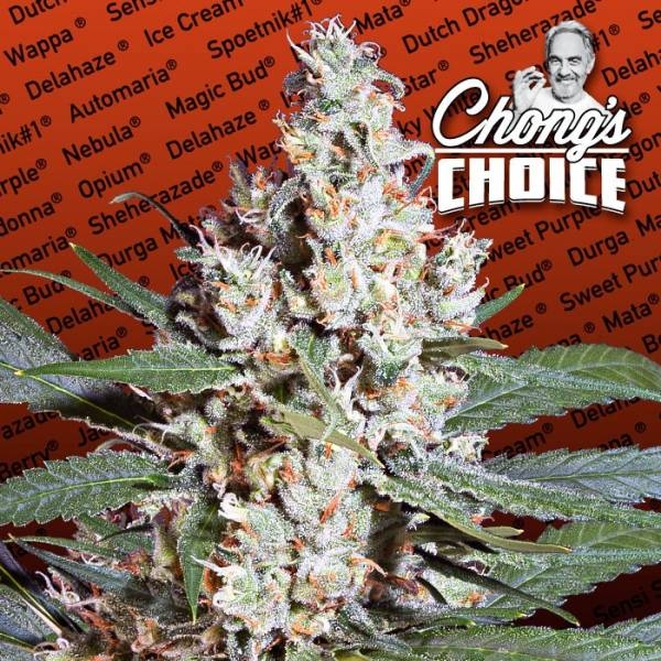 L.A. Amnesia (Paradise Seeds) Feminiserede