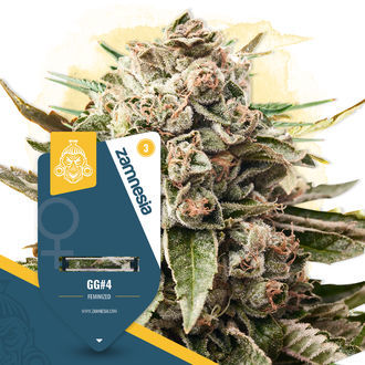 GG#4 (Zamnesia Seeds) Feminiserede