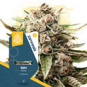 GG#4 (Zamnesia Seeds) Feminiserede