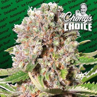 Mendocino Skunk (Paradise Seeds) Feminiserede