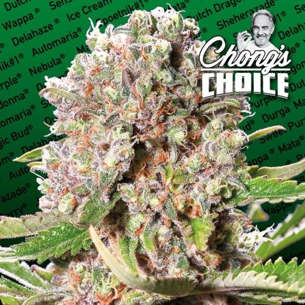 Mendocino Skunk (Paradise Seeds) Feminiserede