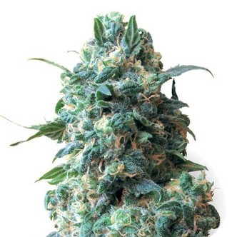 Critical (Sensation Seeds) feminiserede cannabisfr&oslash;